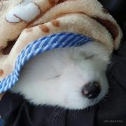 卡子甲的个人资料头像