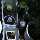 正直扎兰屯0d3头像