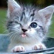 cattee的个人资料头像