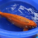 郭炳森725头像