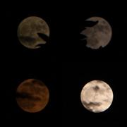 小猪配骑的个人资料头像