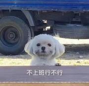 匆匆匆的个人资料头像