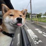 博gy头像