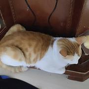 客豫的个人资料头像