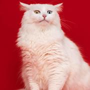 隐身的狐狸的个人资料头像