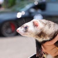 北下关vii哥头像