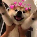 a1sin的个人资料头像