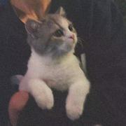 倔强的碧根果的个人资料头像