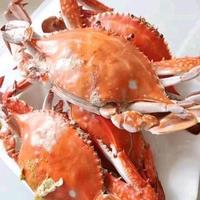 大海哥海鲜头像