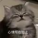 梦幻小猫CGF头像