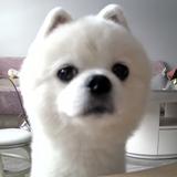 铁猪铁猪头像