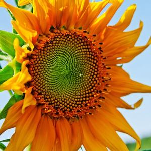 极速草莓味头像