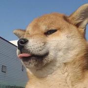 LazyTang的个人资料头像