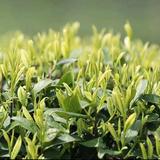 仙境茗香头像