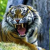 山卡拉寶哥头像