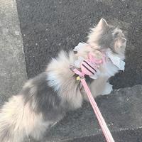 小柴o头像
