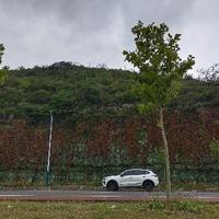 冀F黄金白兔头像