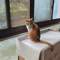 橘猫小财宝头像