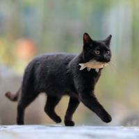 爱吃大鱼的小猫tz头像