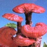 骥彩视觉头像