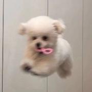 一罐橡皮糖的个人资料头像