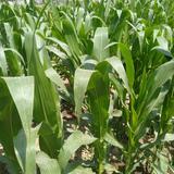 河南商丘V赵哥头像