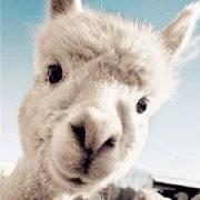 撸一匹码的个人资料头像