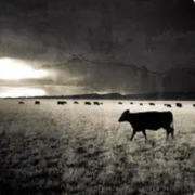 一头奔跑的牛的个人资料头像