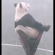 凌风635的个人资料头像