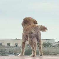 鲜榨辰子汁头像