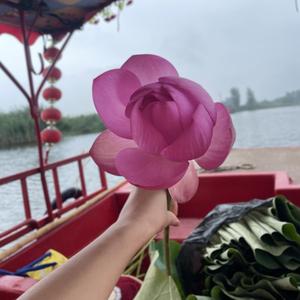 好运莲莲头像