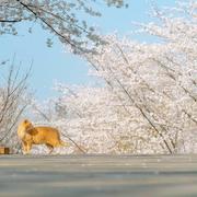 JiuYue的个人资料头像