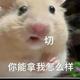 牧羊人小七头像