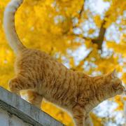 忆霜枫眠的个人资料头像