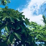pt蓝天头像