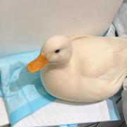 clickover的个人资料头像