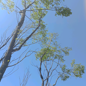 我峰颠（自律版）头像