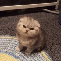 小尘埃2333333333333头像