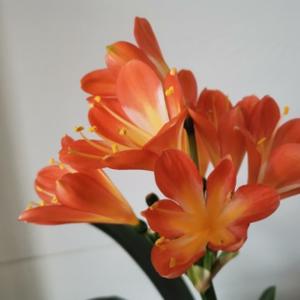红河紫石头像