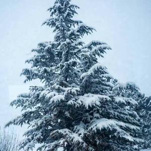 wyc雪松头像