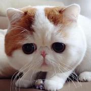 1280rem的个人资料头像