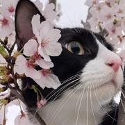树下猫的个人资料头像