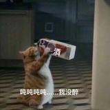 飞行的猫子头像