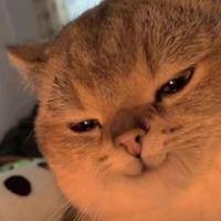 非同寻chang头像