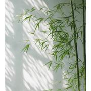 音离575的个人资料头像