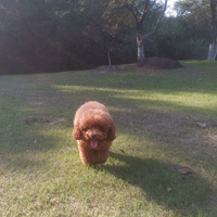 藤原豆腐张三头像