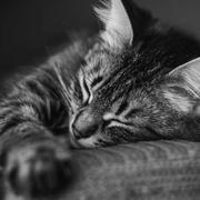 oya的个人资料头像