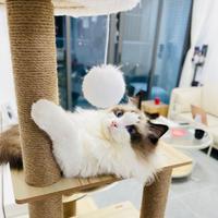 阿San小迷弟头像