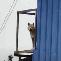 威丁巴尔头像