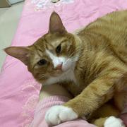 远山黛的个人资料头像